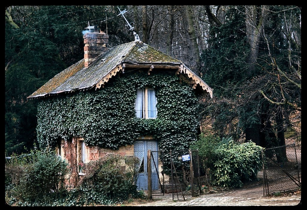 Ivy-covered cottage in forest