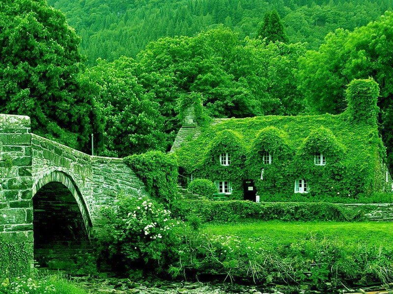 Ivy-covered Cottage