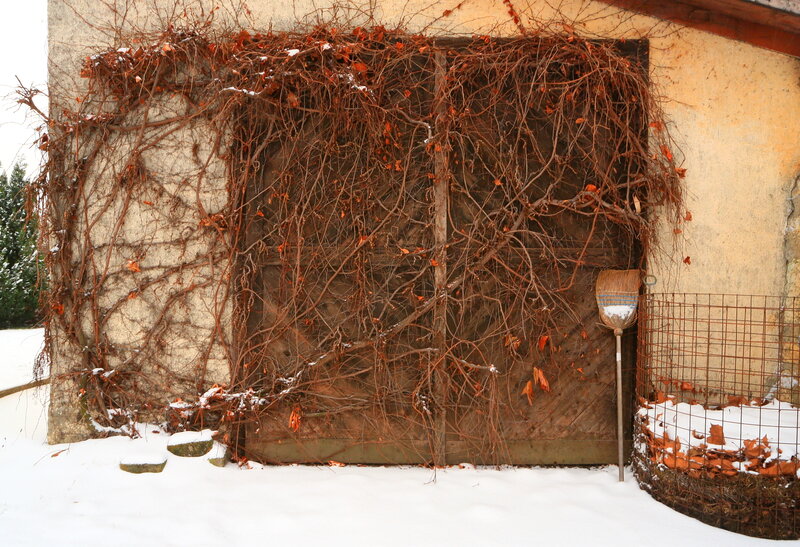 Ivy-covered Door in Snow