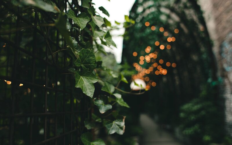 Ivy-covered Fence with Lights