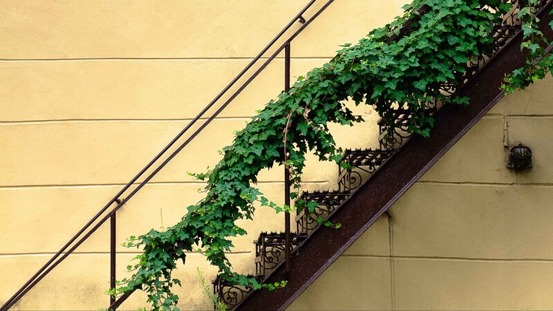 Ivy-covered Fire Escape