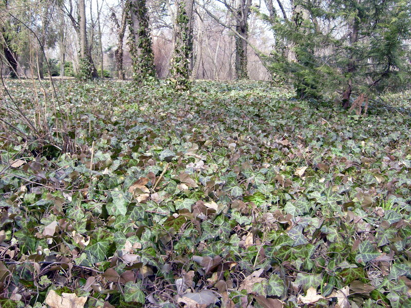 Ivy-covered Forest Floor