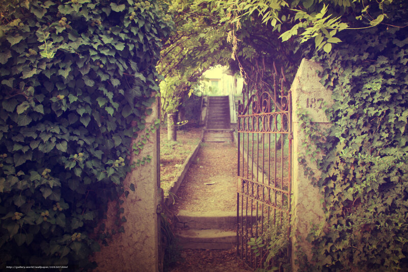 Ivy-covered garden path