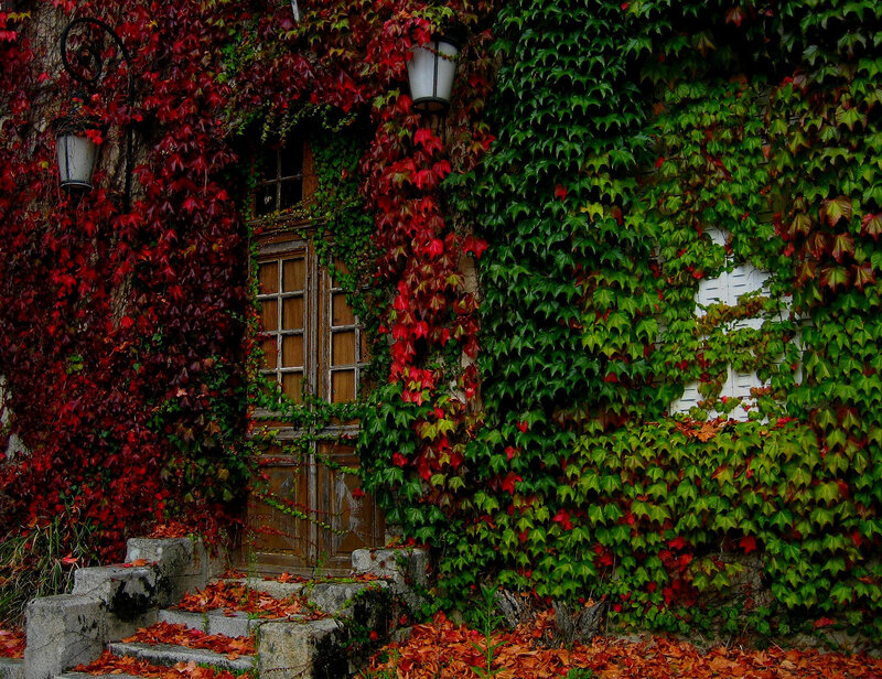 Ivy-covered House Entrance