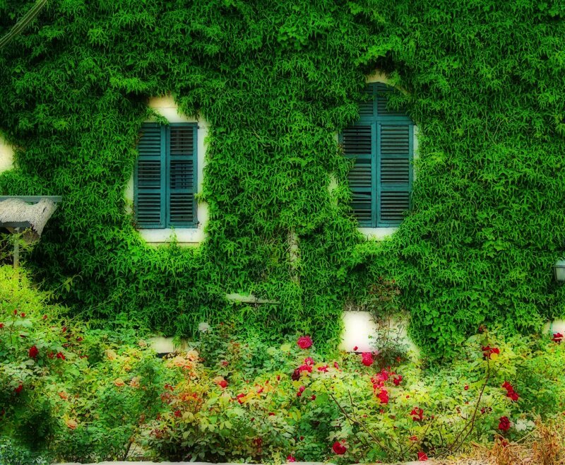 Ivy-covered House — Green