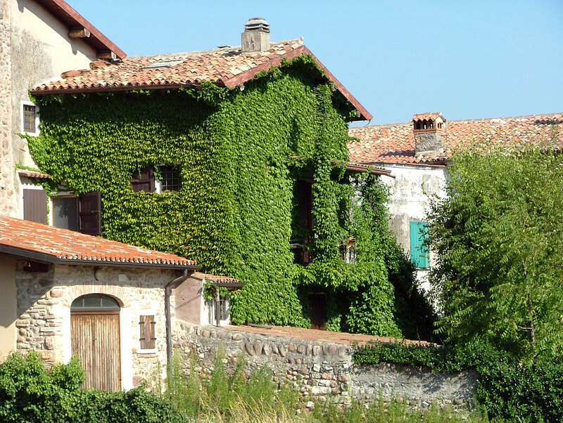 Ivy-covered house in a village