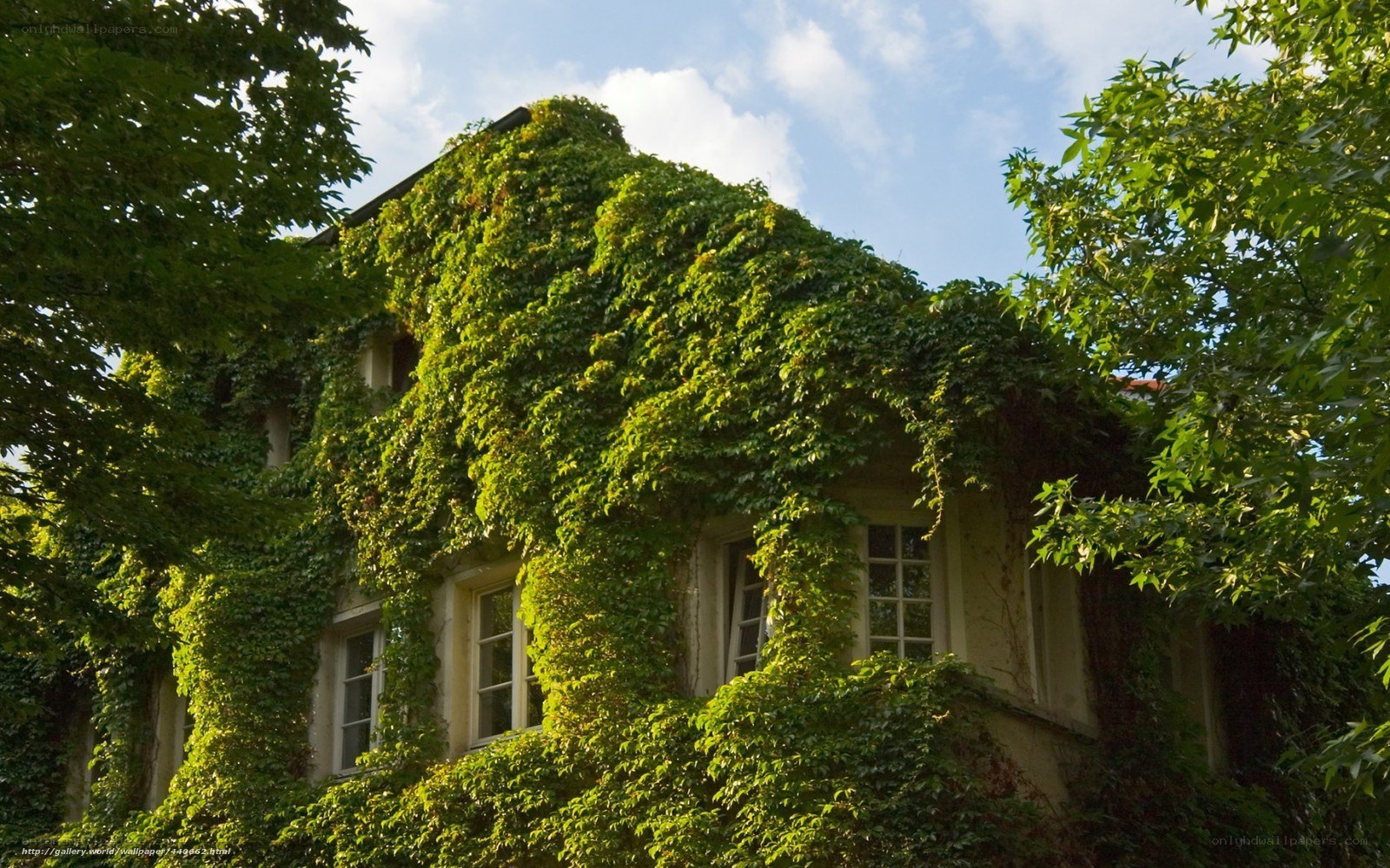 ivy-covered house in sunlight