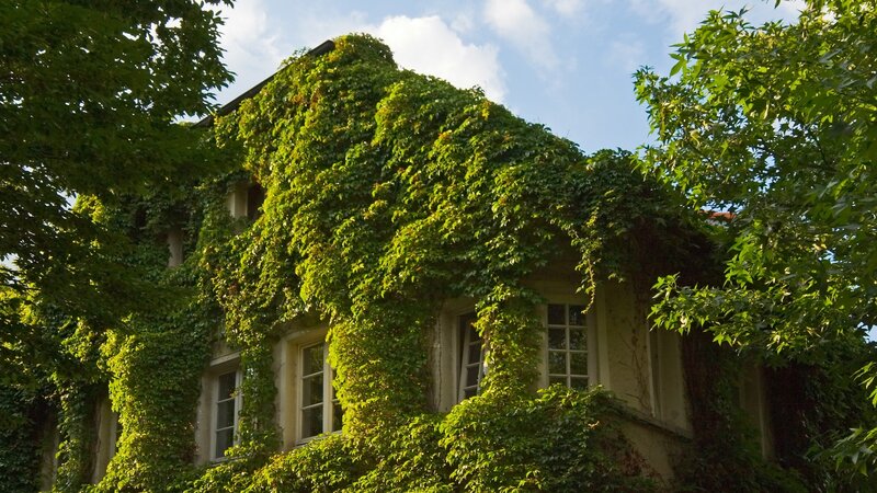 Ivy-covered House