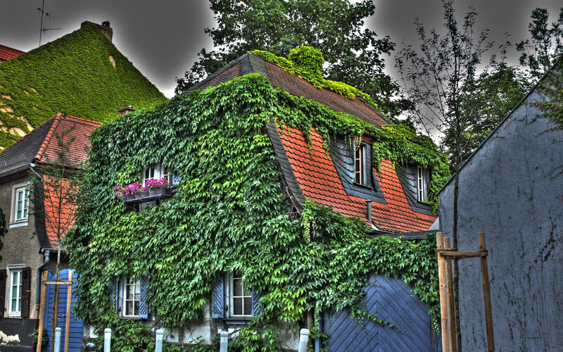ivy-covered house with red roof