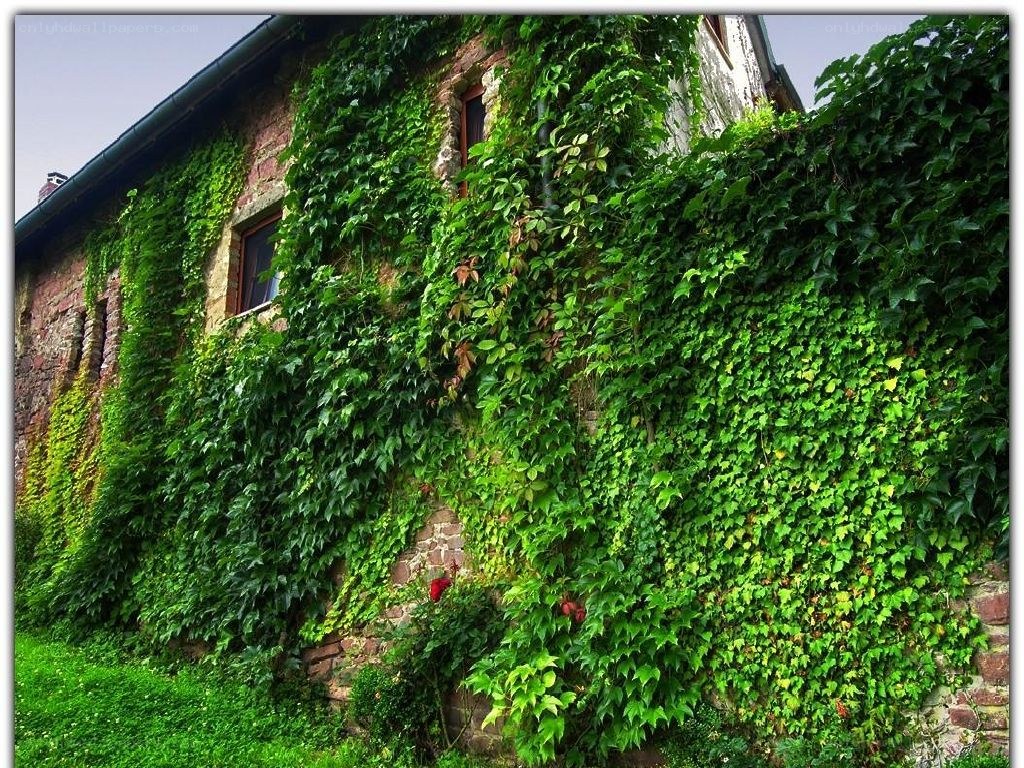 Ivy-covered stone house