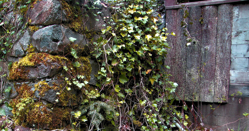 Ivy-covered Stone Wall
