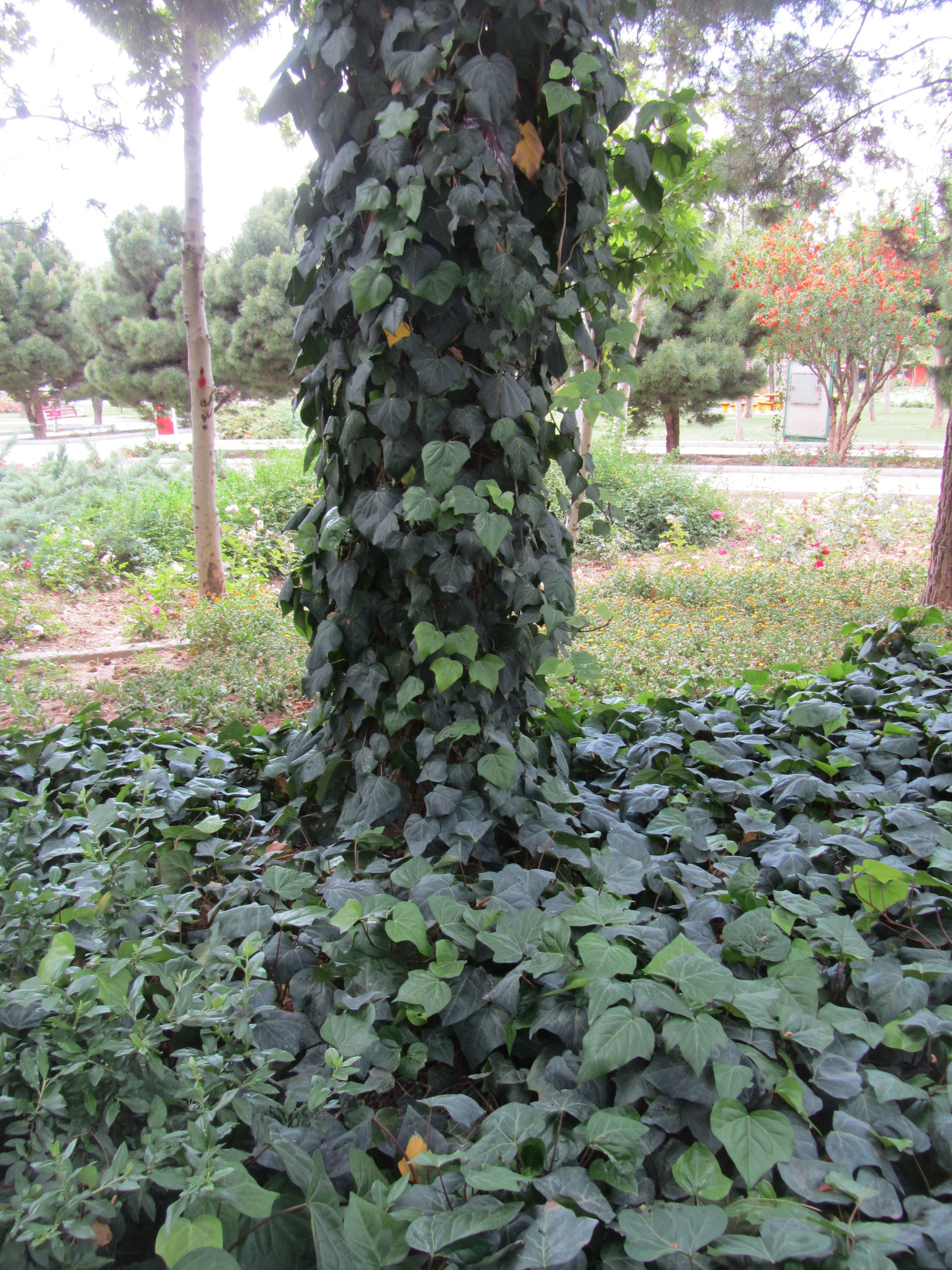Ivy-covered tree in a park