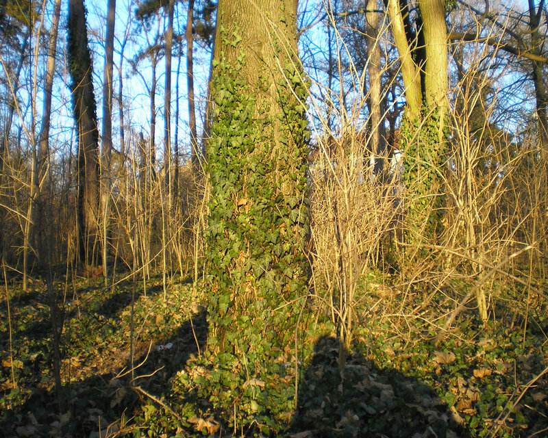 Ivy-covered tree in forest
