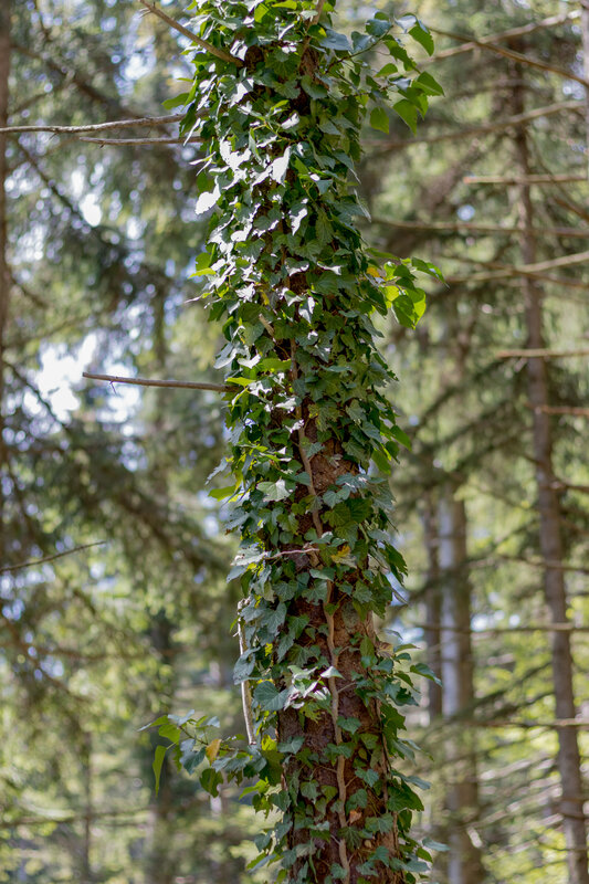 Ivy-covered Tree Trunk