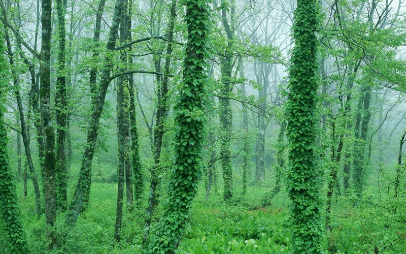 Ivy-covered Trees in Forest