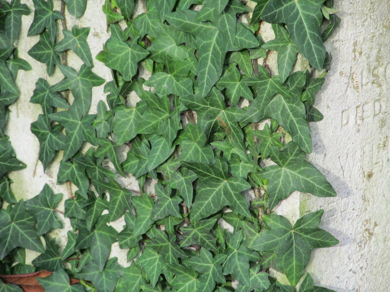 Ivy-covered Wall — Green