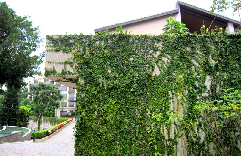 Ivy-covered Wall