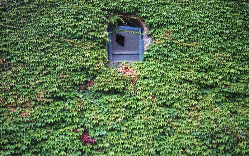 Ivy-covered wall with broken window