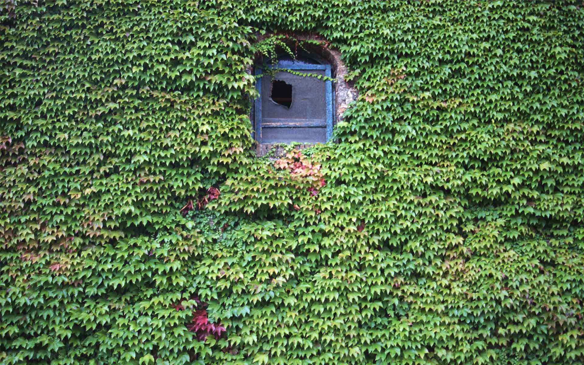 Ivy-covered wall with broken window