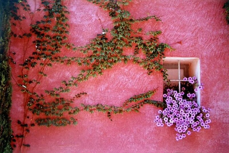 Ivy-covered Wall with Flowers