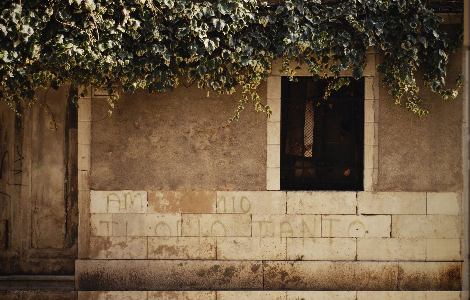 Ivy-covered wall with graffiti