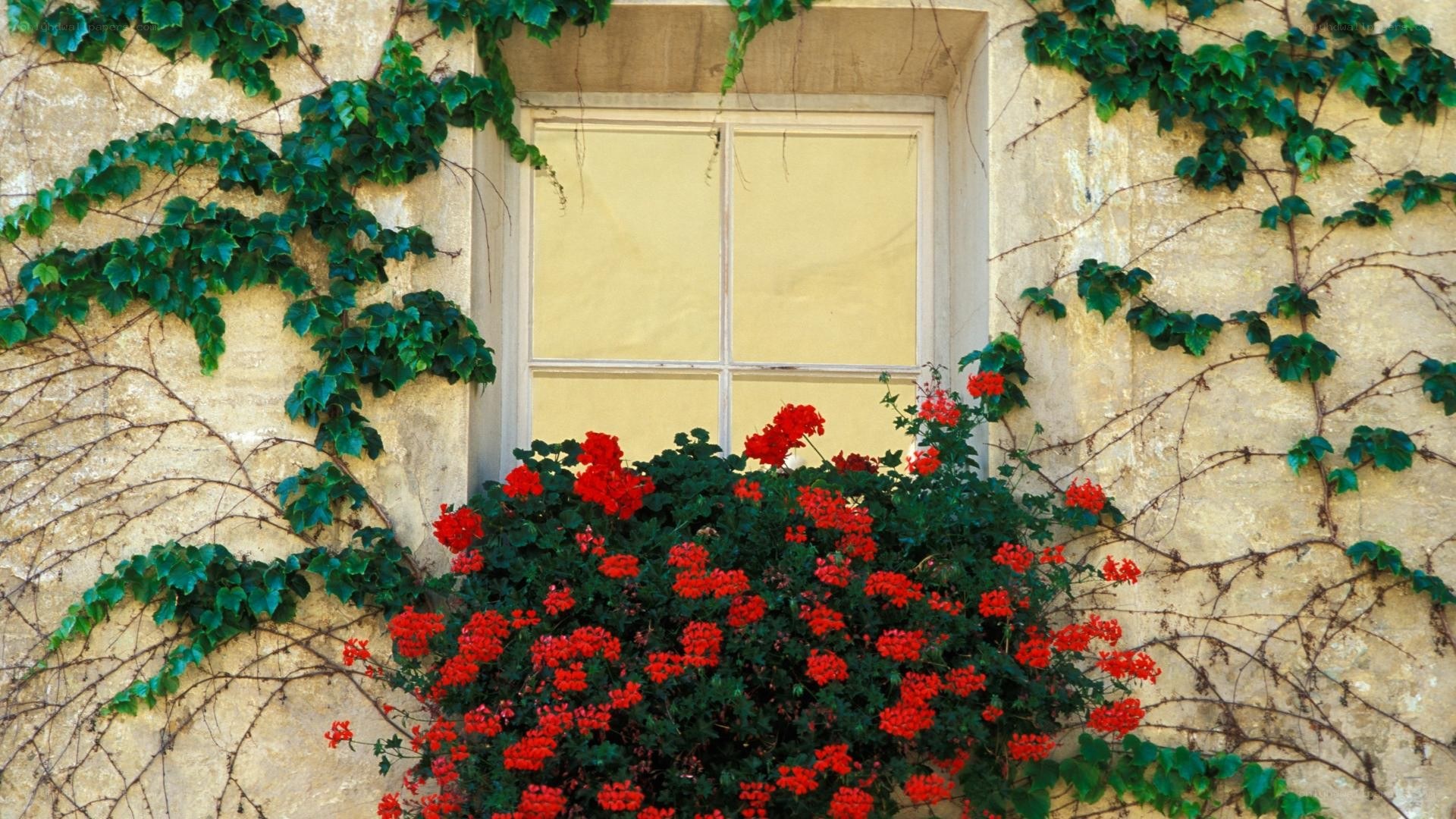 Ivy-covered wall with red flowers