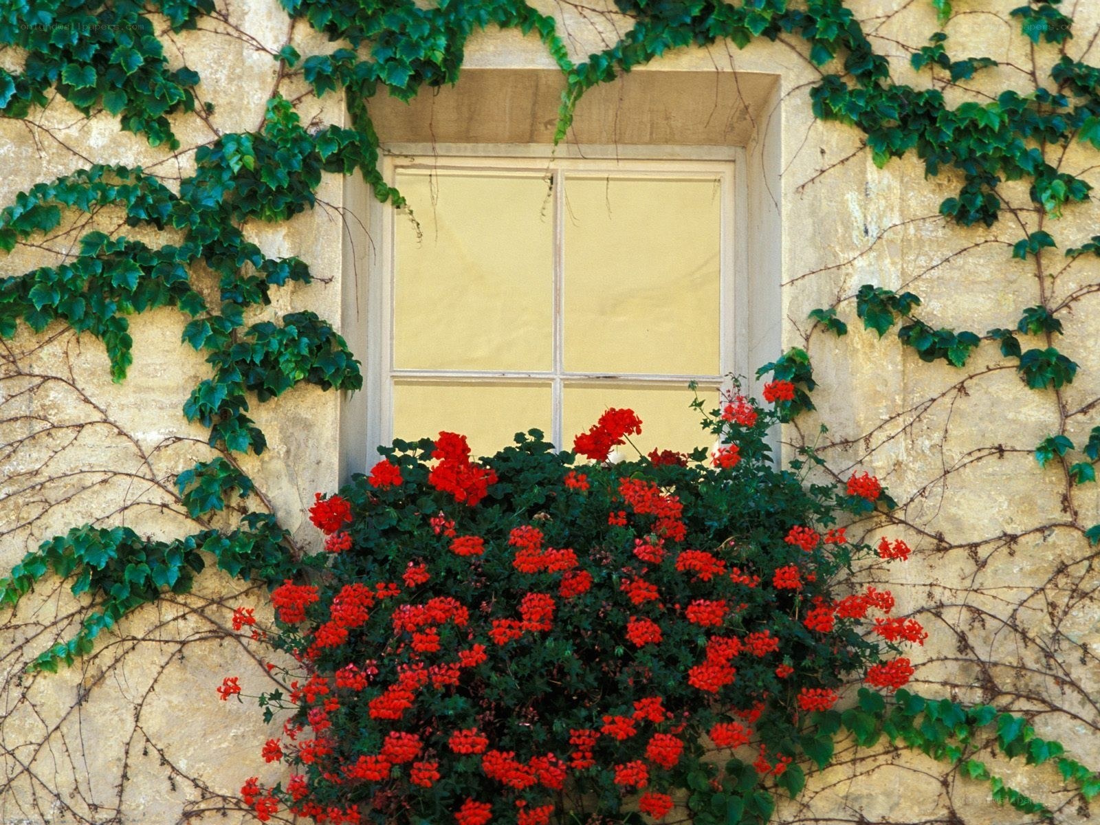 ivy-covered wall with red flowers