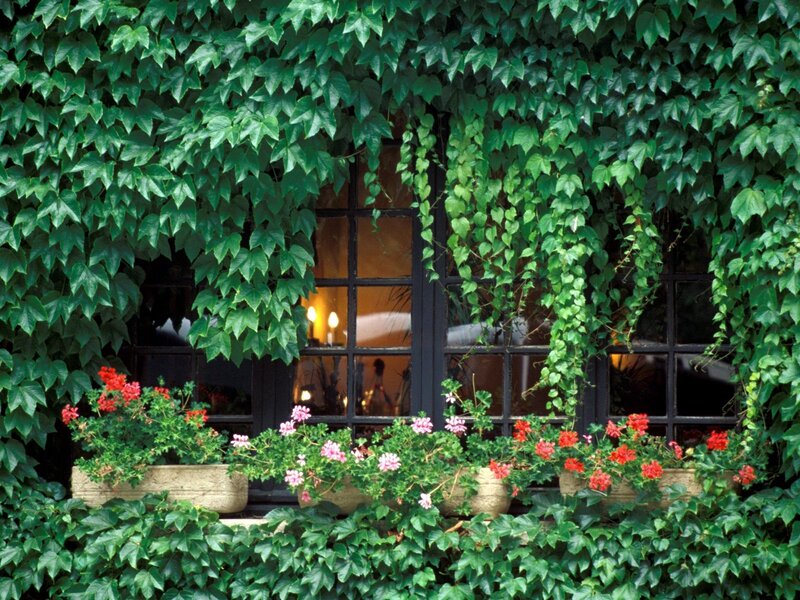 Ivy-covered Window — Green, Serene