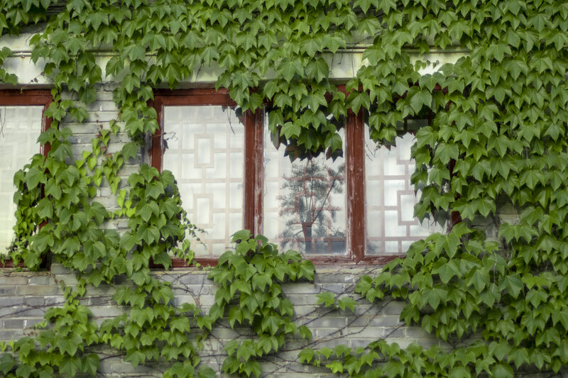 Ivy-covered Window — Green