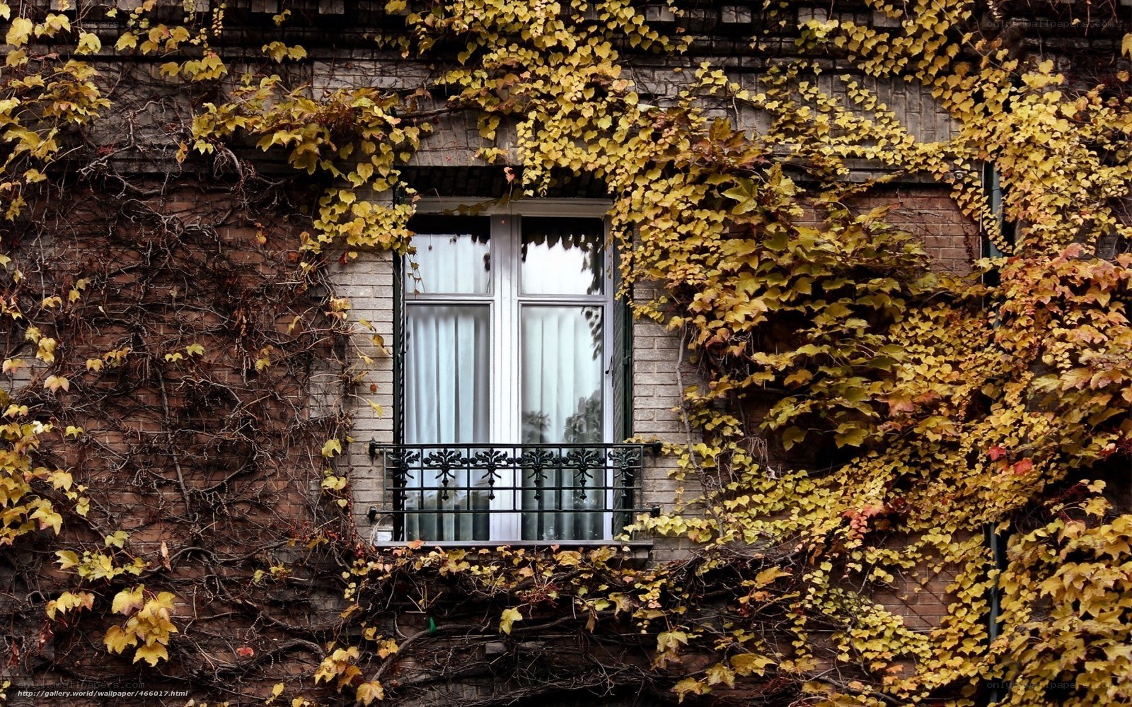 Ivy-covered window in autumn
