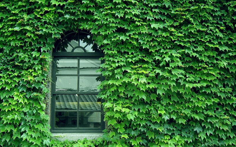 ivy-covered window