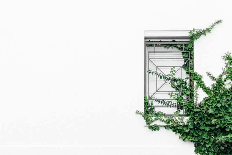 Ivy-covered Window — White