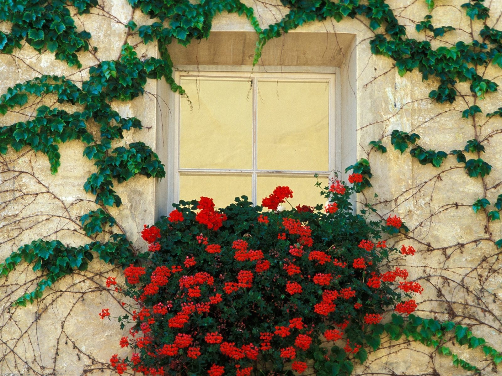 ivy-covered window with red flowers