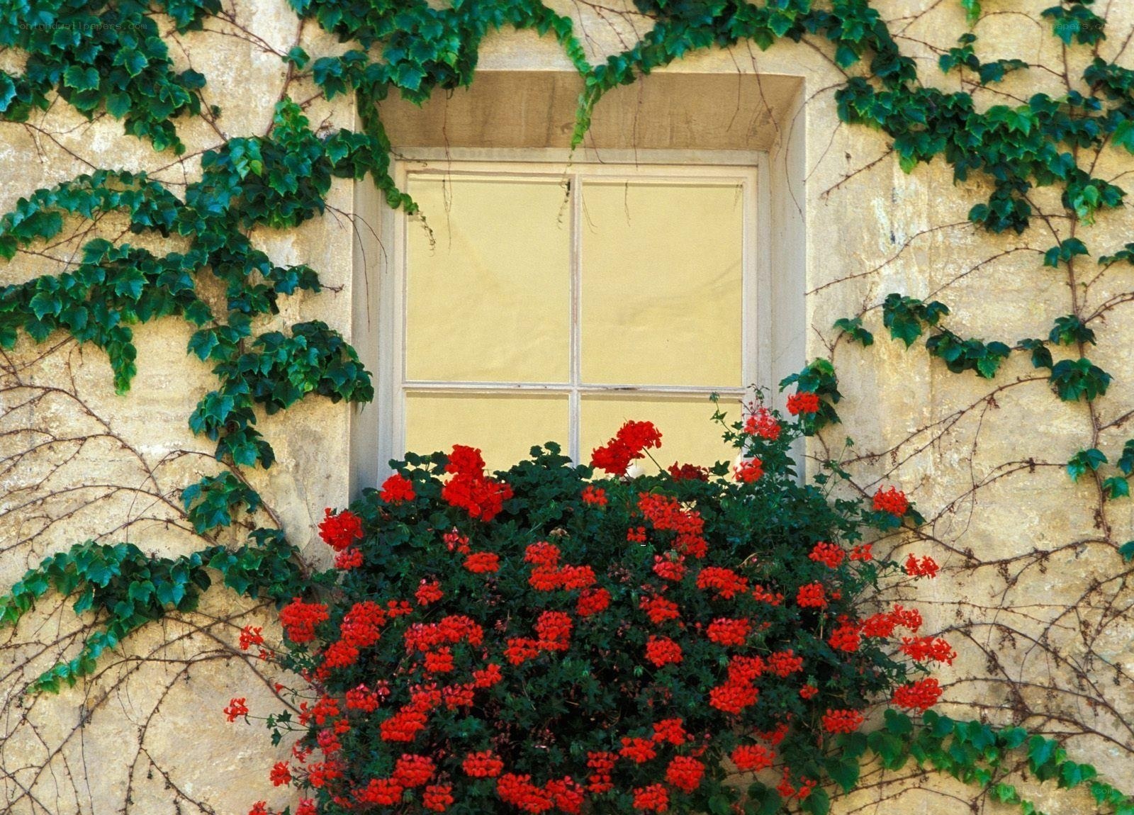 Ivy-covered window with red flowers