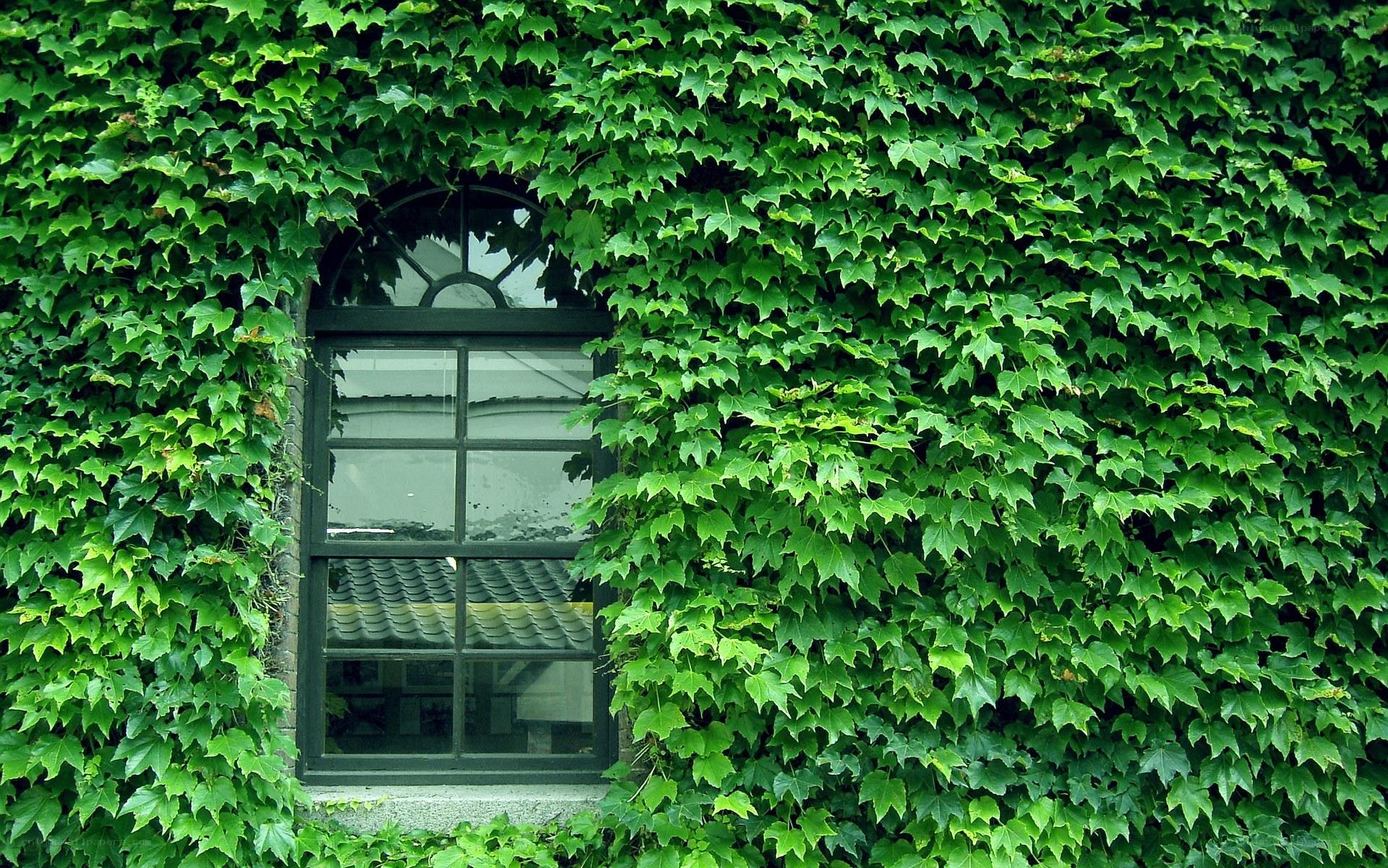 ivy-covered window