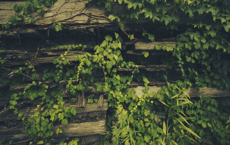 Ivy-covered Wooden Wall