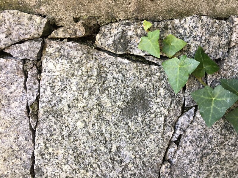 Ivy Growing in Stone Wall