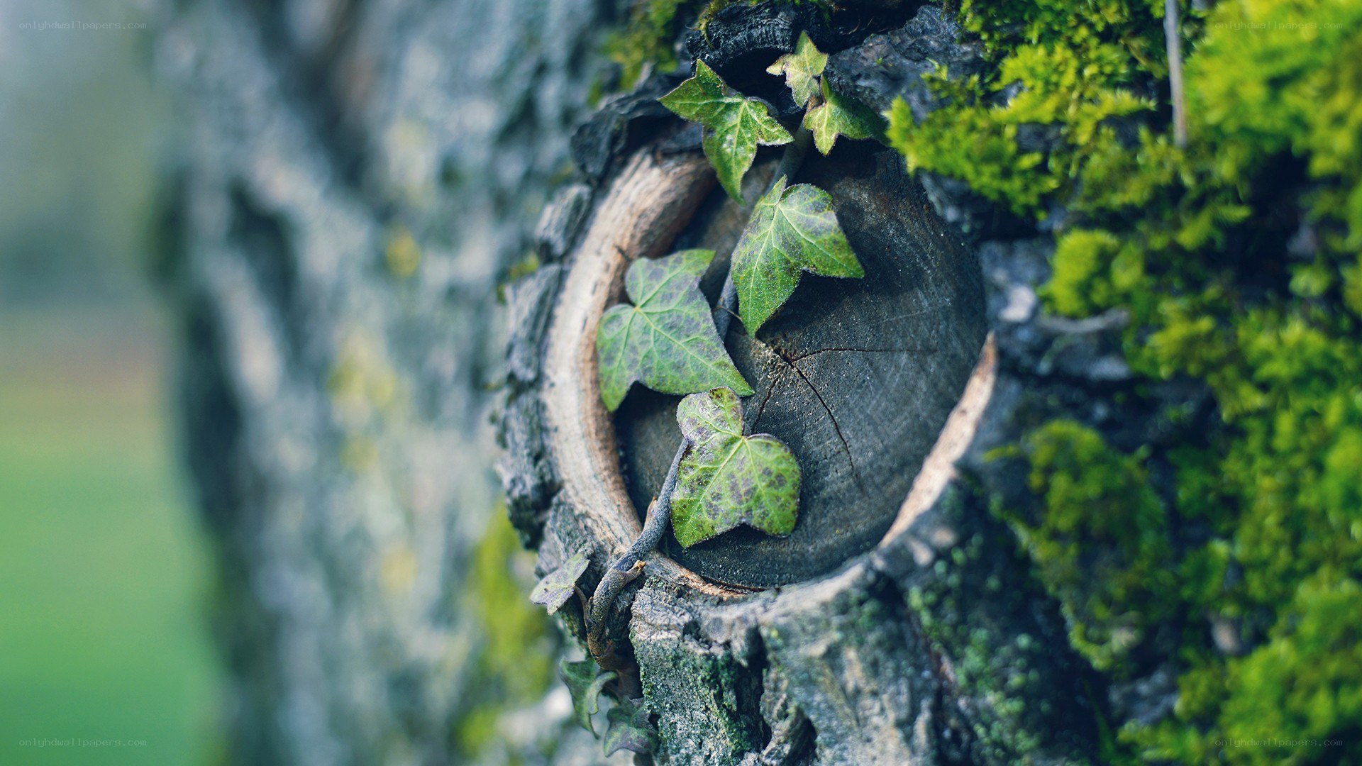 ivy growing in tree stump