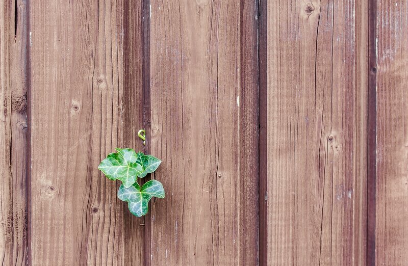 ivy growing on wooden fence