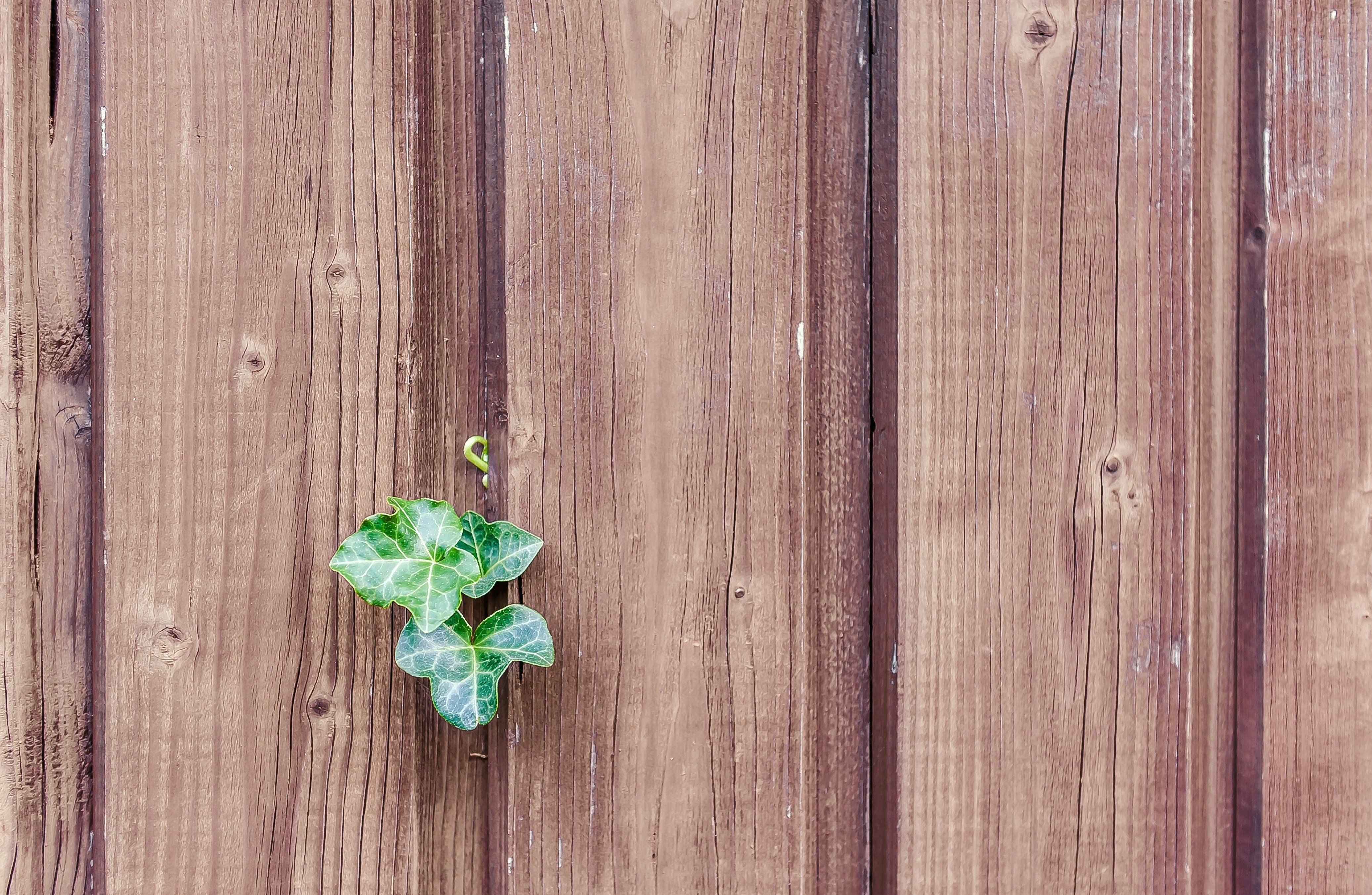 ivy growing on wooden fence