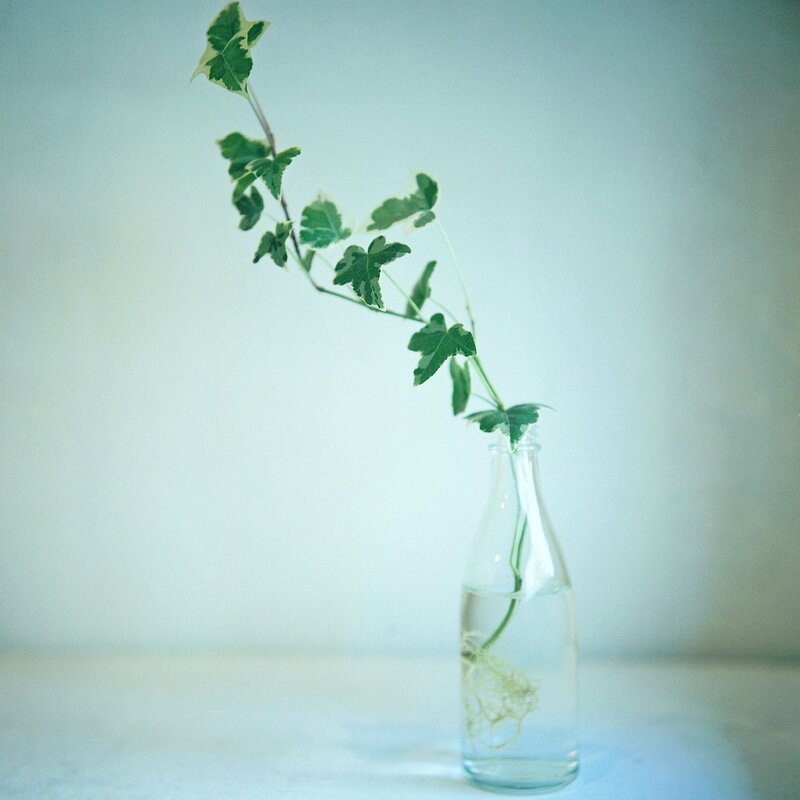 Ivy in a glass bottle