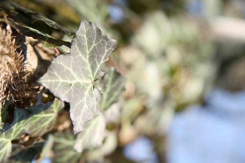 Ivy leaf in sunlight