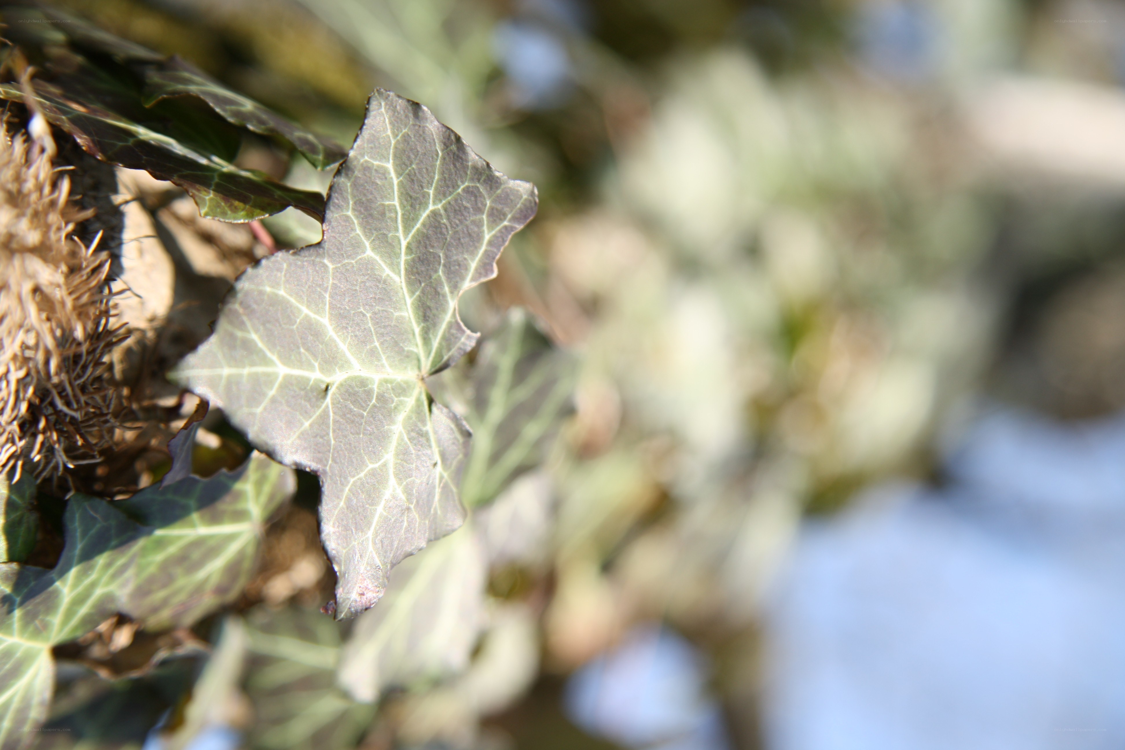 Ivy leaf in sunlight