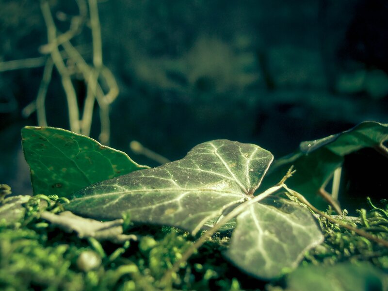 ivy leaf on mossy ground