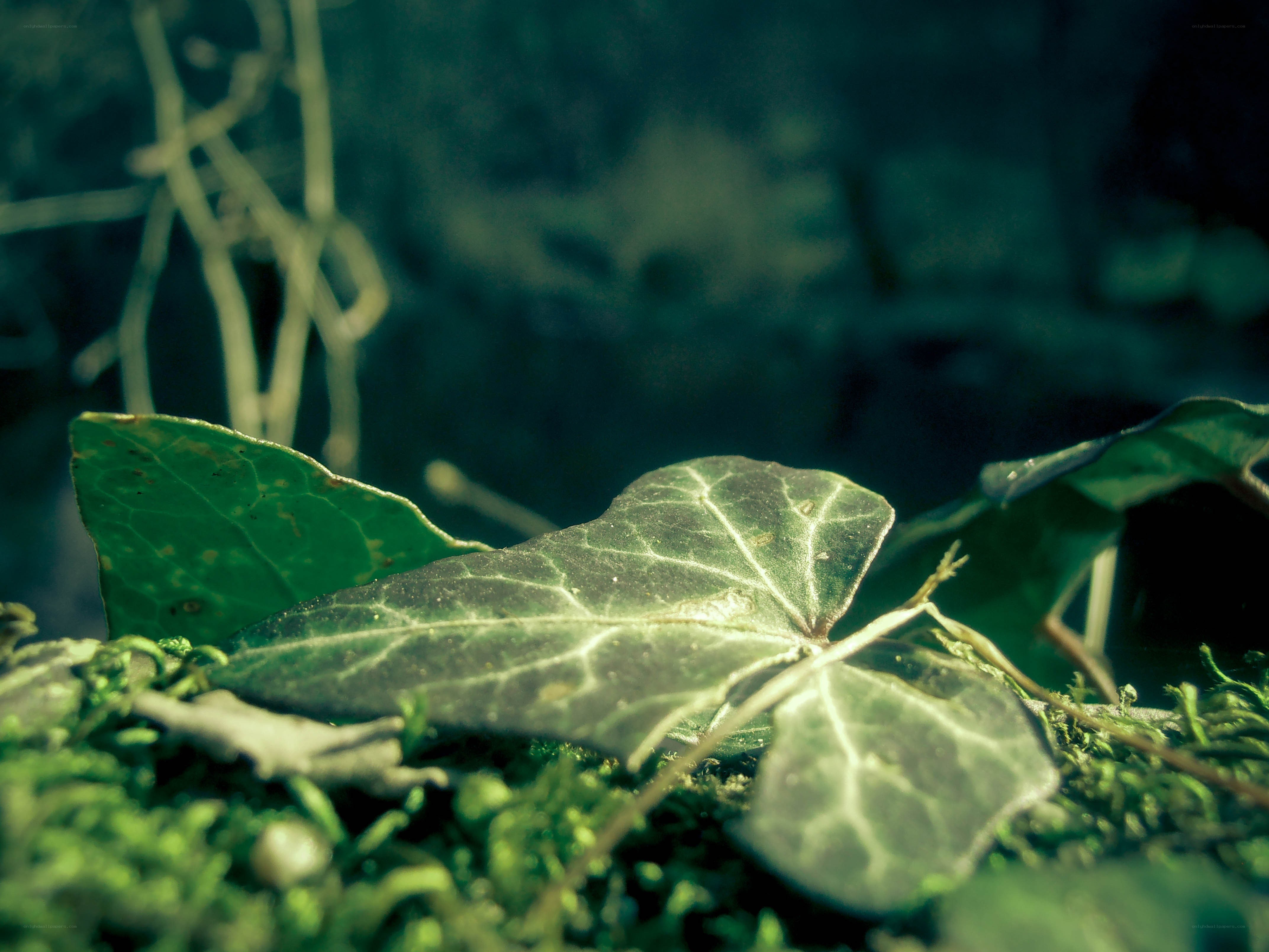 ivy leaf on mossy ground