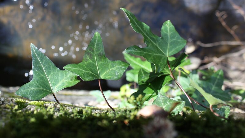 Ivy leaves by a stream
