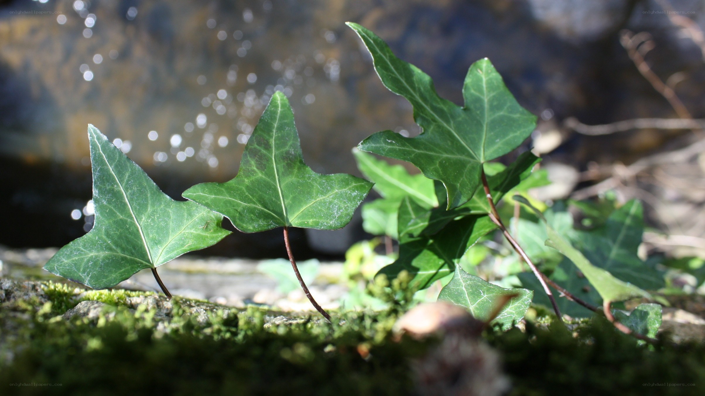 Ivy leaves by a stream