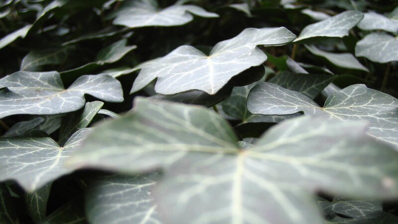 Ivy Leaves in Close-up