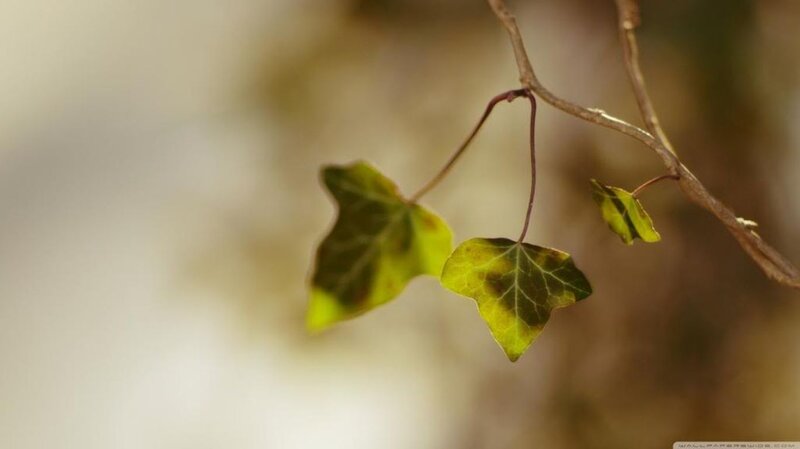 Ivy Leaves on Branch