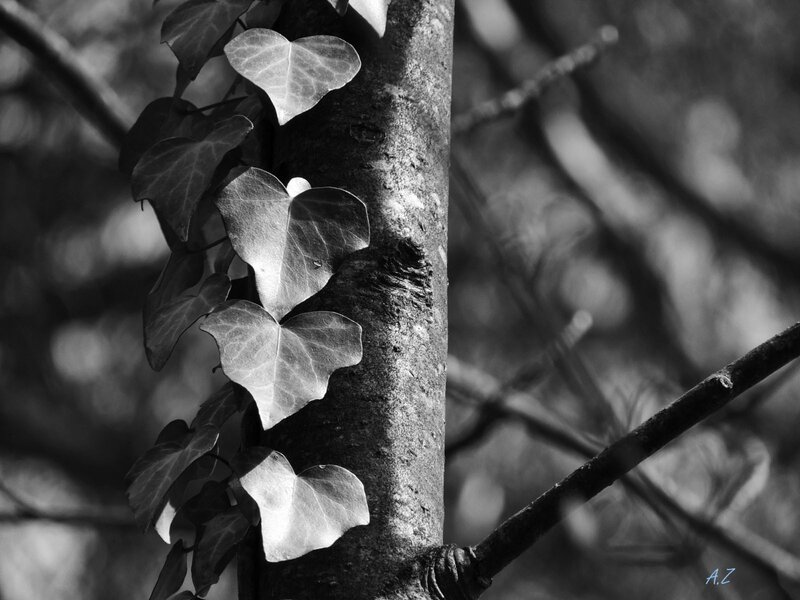 Ivy Leaves on Tree Trunk